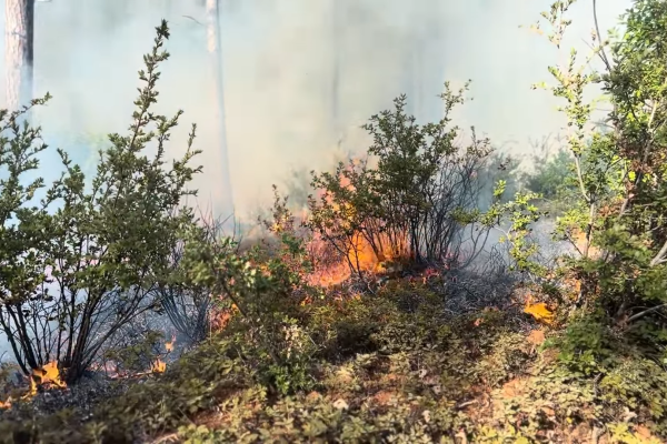 BRUSH BURNING