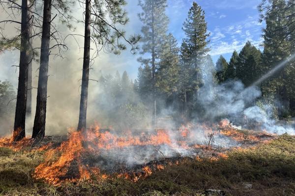 FALL UNDER BURN