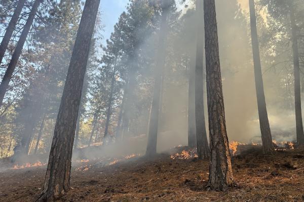 UNDERBURN IN PINES